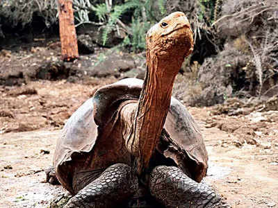 100-yr-old tortoise retires after saving species from extinction