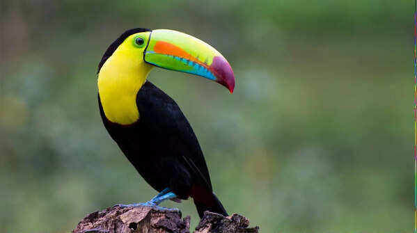 Keel-Billed Toucan