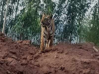 Tiger spotted in area adjoining a forest in Telangana village