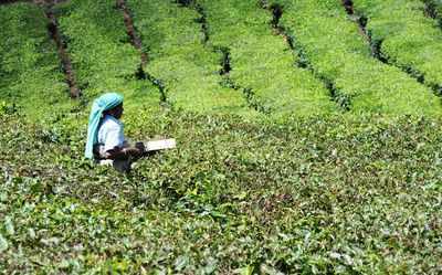 Tea from Arunachal Pradesh fetches record price of Rs 40,000 per kg