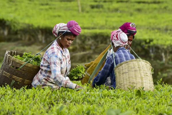 Tea Board shuts Jorhat auction centre, stakeholders raise alarm