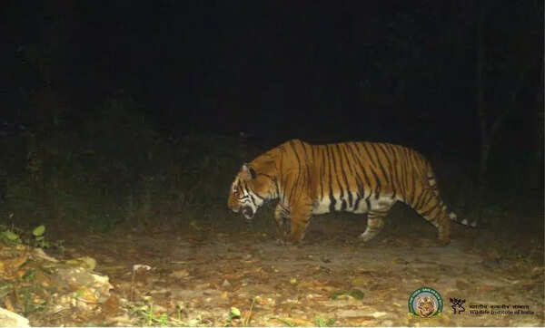 Has Buxa tiger come from Bhutan? No match with national database raises origin query