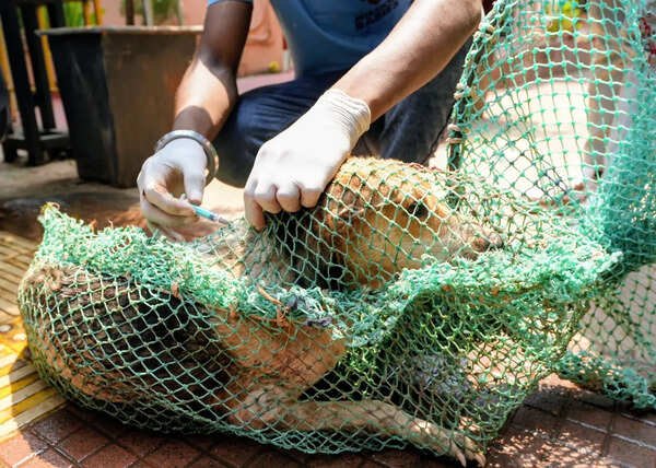 BMC: 1/3rd of stray dogs vaccinated in city, drive to be over in 2 more months