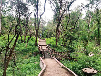 ‘Tree saviour’ Sena wants to chop 1,000 in Aurangabad