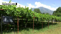 Development in infrastructure boosts grape cultivation in Kashmir 