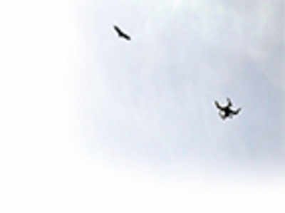 Shoot at Sholay site threatens Ramanagara vultures