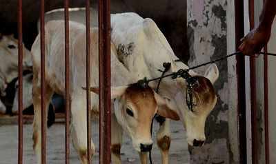 Ujjain: Cow vigilantes thrash man, 2 arrested