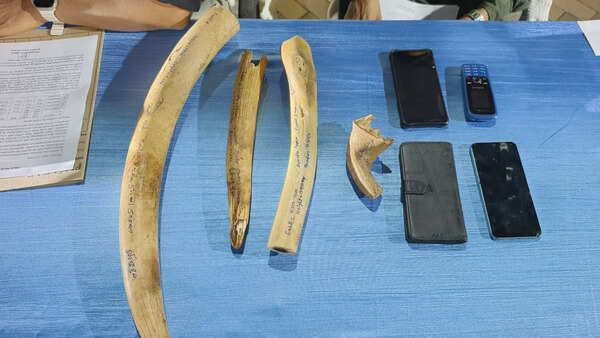 Spike in tusk seizures hints at rampant poaching in forests across Odisha
