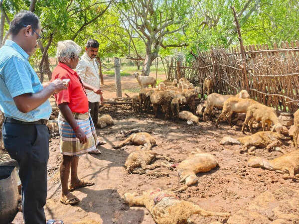 Eight goats killed in stray dog attack in Tirupur village for second straight day