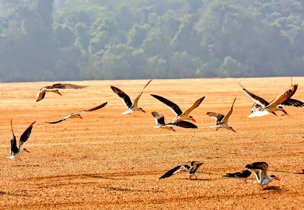 Indian skimmers breed for 1st time on Mahanadi sandbar