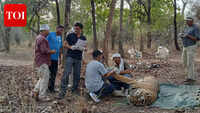 NTCA autopsy reveals cardio-respiratory failure in Bandhavgarh Tiger death, overdose theory ruled out