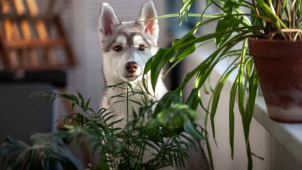 Plants you should not have in your home