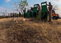 Hidden under vegetable crates in Nandurbar smuggling racket, four Indian foxes return to the wild after rescue