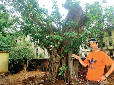 Century-old banyan tree back on its feet