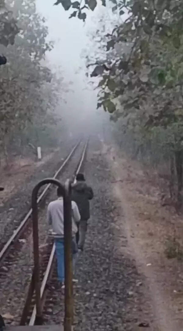 Alert loco pilot saves pride of 10 lions from fatal train collision