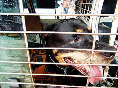 Malad residents find dog abandoned on street