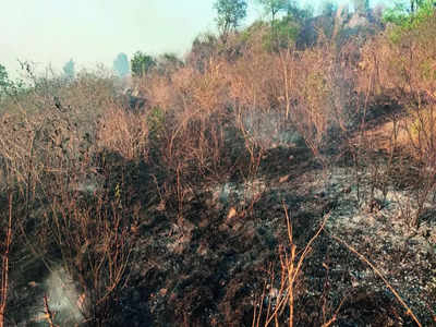 Timely action: Tackle forest fires head-on