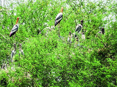 Near-threatened ‘painted storks’ spotted in Bengaluru