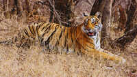 War Cat-astrophe: Satellite signal glitches spark tiger tracking review