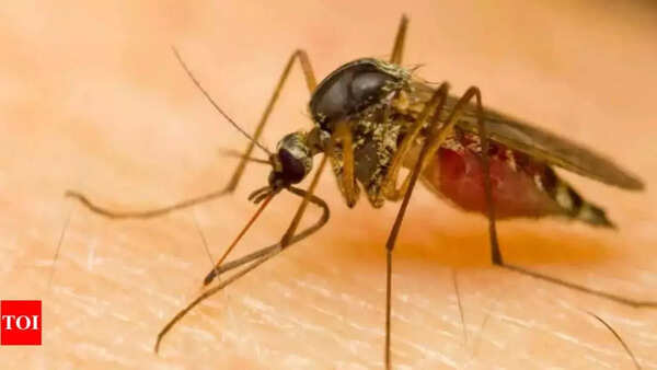Zika found in Karnataka, state on high alert