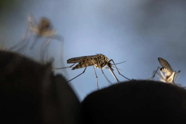 Mandya dengue alert: Taluk hospitals to reserve beds as monsoon nears