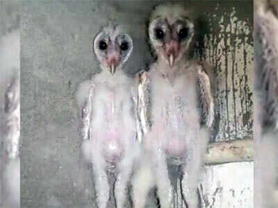 Not Aliens Just Owls