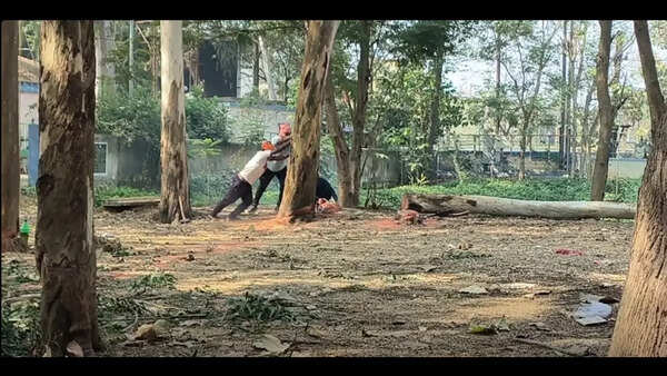 Tree felling controversy: Balasore collectorate construction sparks pollution norms debate