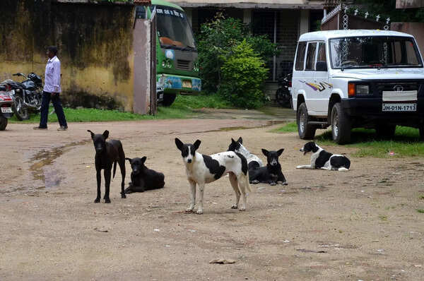 Focus on management, not removing strays, urge activists