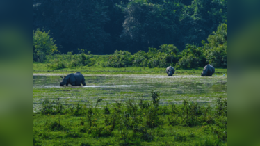 Africa: Top 5 jungle safaris in India that can rival Africa
