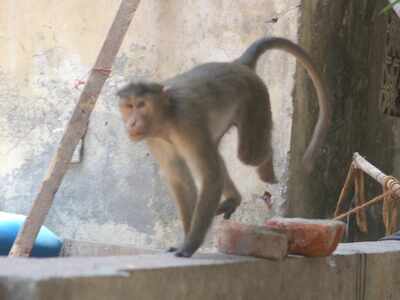 Thane: Two monkeys electrocuted near Wagle bus stop