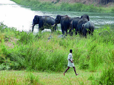 Elephant-proof fence