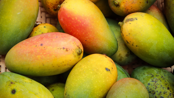 Celebrating 250 years of heritage in Lucknow: Juicy tales of the yore; Dussehri mango mother tree & a slice of history