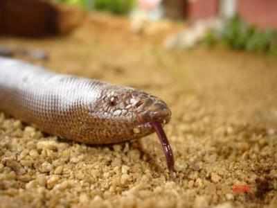 Two held for possessing rare red sand boa snake
