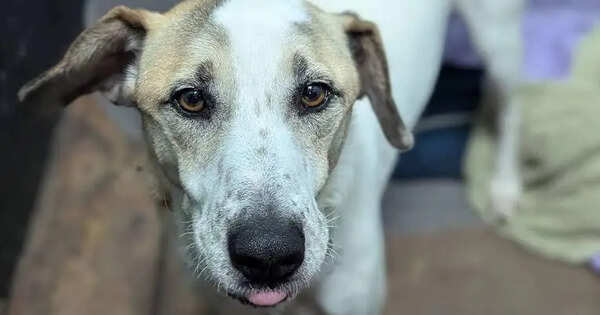 Rescue dog finally finds home after five years, only to be returned just 12 days later for heartbreaking reason