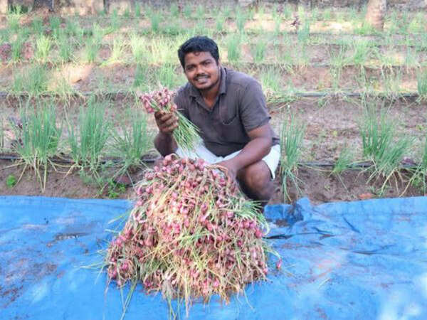 Kerala's young farmer gets success in small onion cultivation