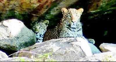 Leopard spotting scares tourists in Hampi