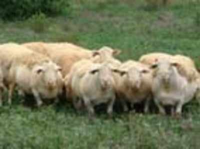 World class mutton from a Bannerghatta farm