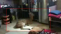 Watch: Deer breaks rooftop, falls inside Powai house 