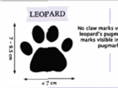 People cry ‘leopard’ over dog’s pugmark