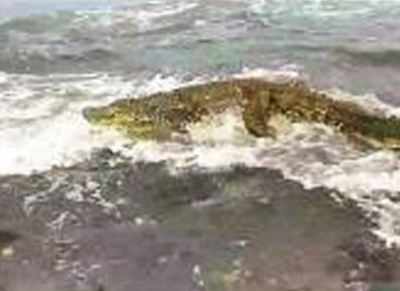Watch: Youth tries to catch crocodile with bare hands in Dapoli, Ratnagiri