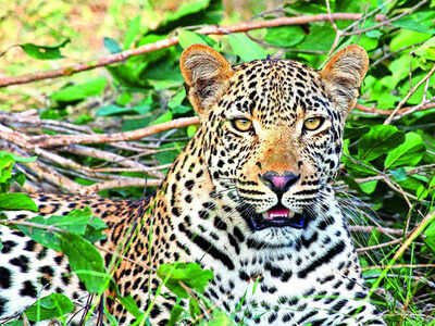 Mapping Karnataka’s leopards: Experts push for surveys