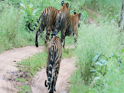 Karnataka loses out to Madhya Pradesh in the tiger population census