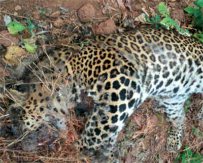 Leopard found dead at Tala resort in Raigad