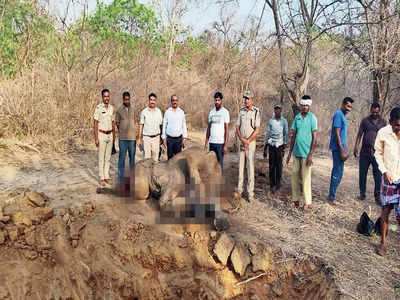 Vanishing forests and rising elephant deaths