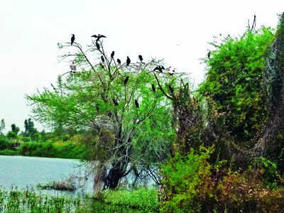 Know all about wetlands, at IISc