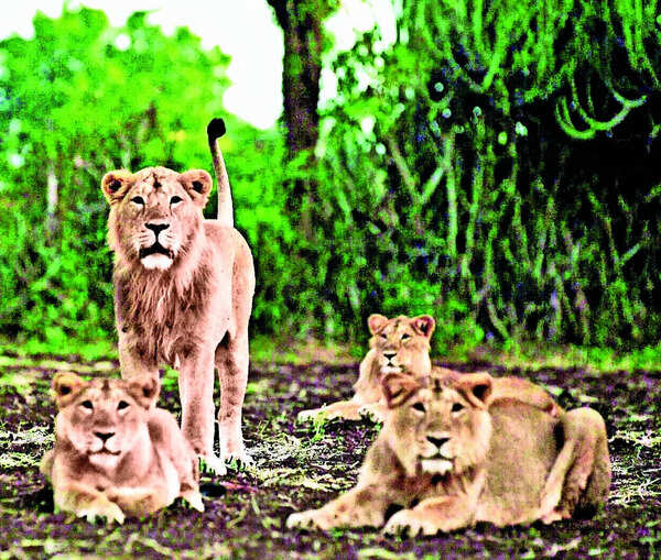 8 cubs dead; lions in 10km radius isolated