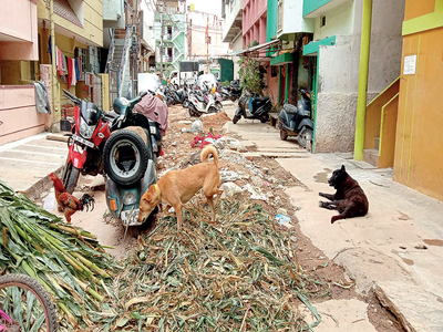 Bengaluru: From torn roads to mosquitoes and garbage, Nagappa Street is a stretch full of woes