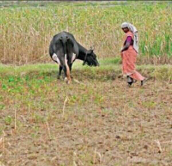 Drought-hit farmers leave Andhra Pradesh, crop acreage shrinks