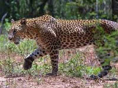 Leopard found in bathroom of vacant home in Palghar