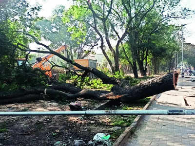 Suburban rail: 35,527 trees  identified for removal